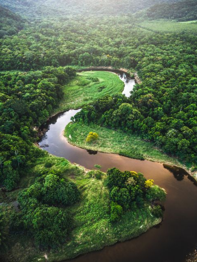 10 Interesting Facts About Amazon Jungle